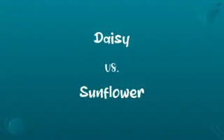Daisy vs. Sunflower