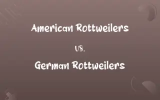 American Rottweilers vs. German Rottweilers
