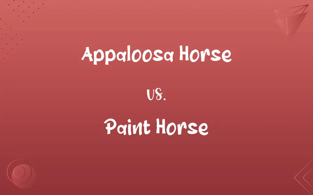 Appaloosa Horse vs. Paint Horse