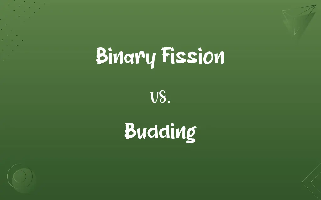 Binary Fission vs. Budding