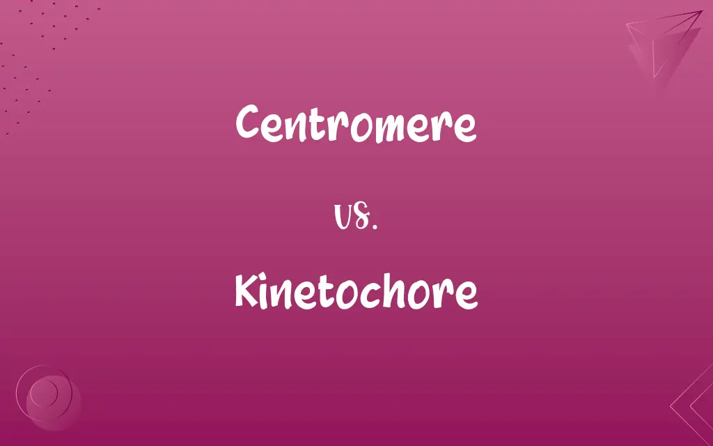 Centromere vs. Kinetochore
