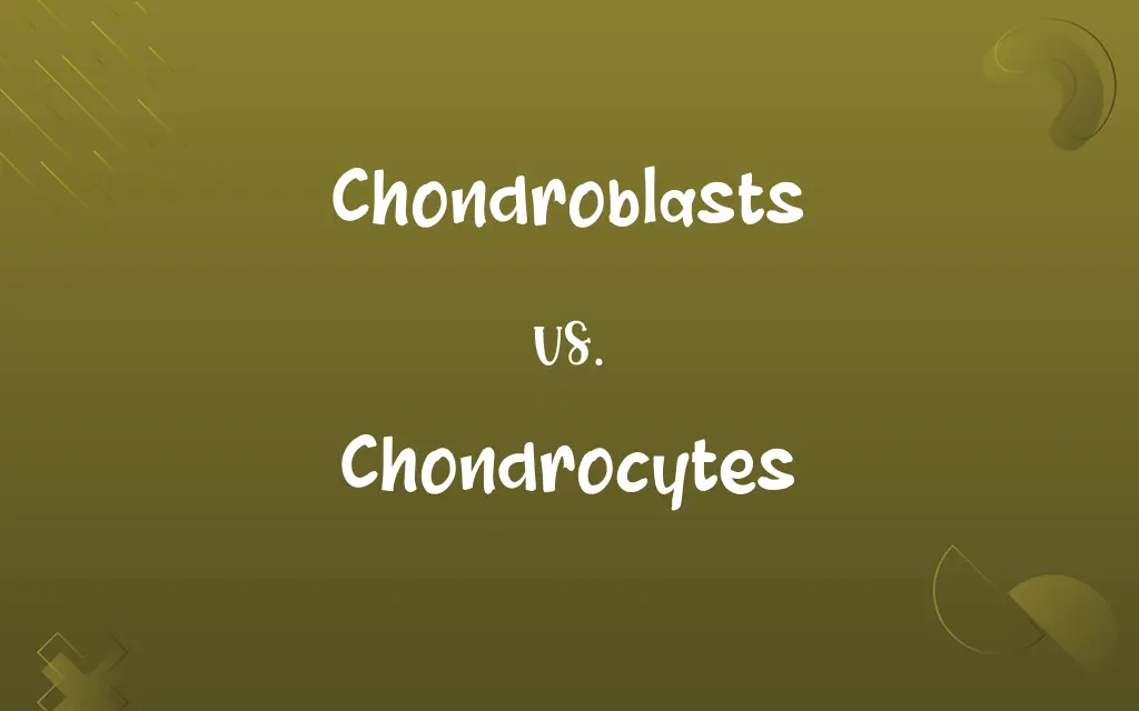 Chondroblasts vs. Chondrocytes