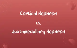 Cortical Nephron vs. Juxtamedullary Nephron