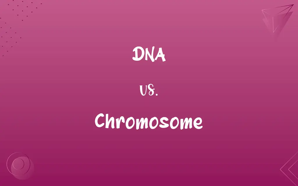 DNA vs. Chromosome