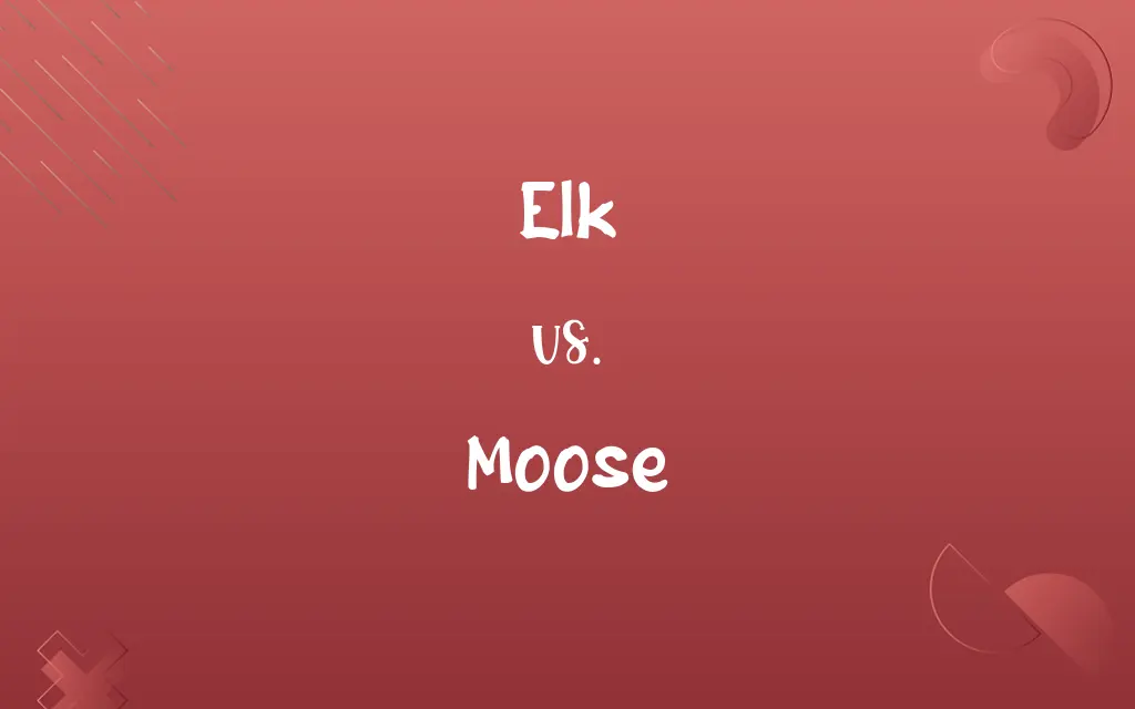 Elk vs. Moose