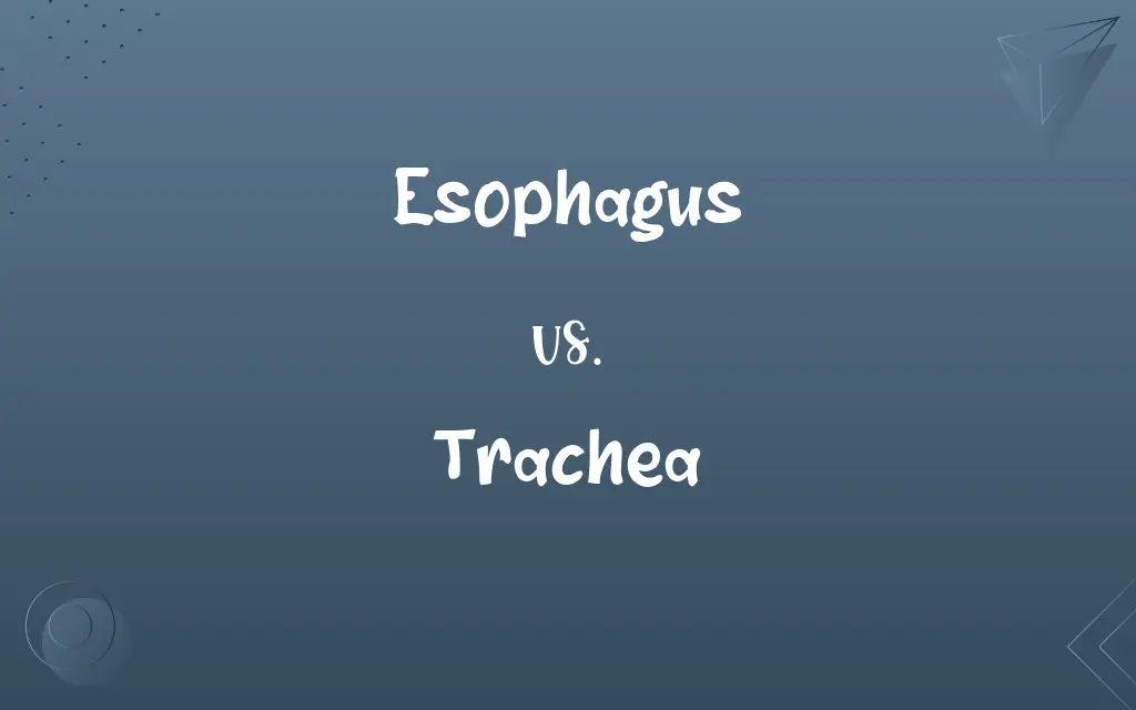 Esophagus vs. Trachea