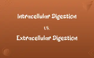 Intracellular Digestion vs. Extracellular Digestion