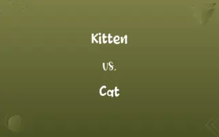 Kitten vs. Cat