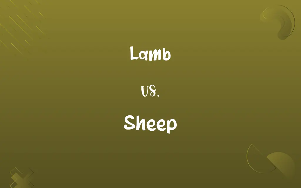 Lamb vs. Sheep
