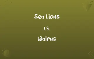 Sea Lions vs. Walrus
