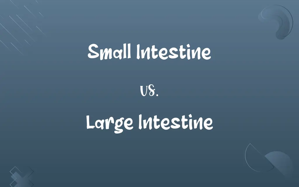 Small Intestine vs. Large Intestine