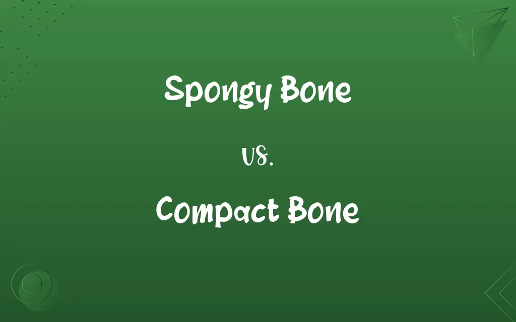Spongy Bone vs. Compact Bone