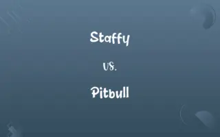 Staffy vs. Pitbull