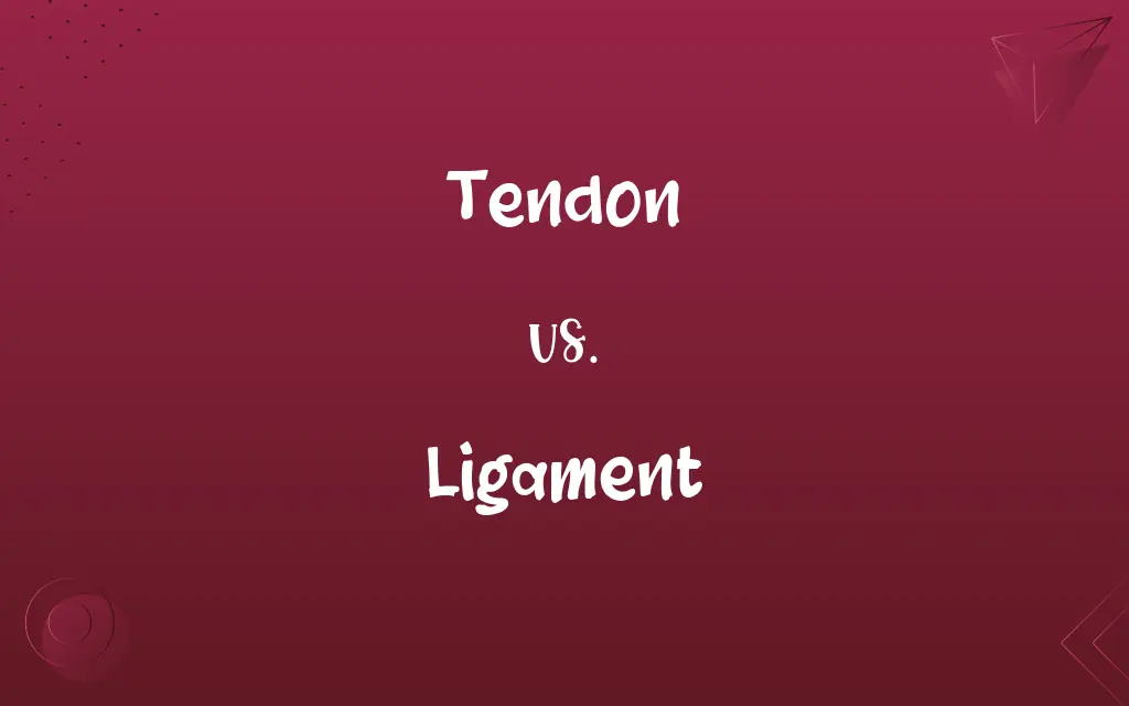 Tendon vs. Ligament