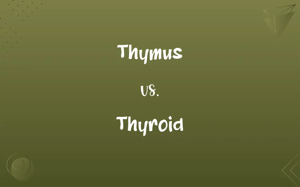 Thymus vs. Thyroid