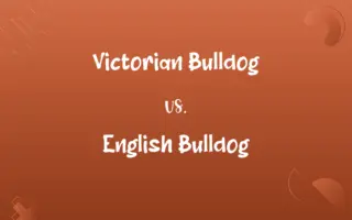 Victorian Bulldog vs. English Bulldog