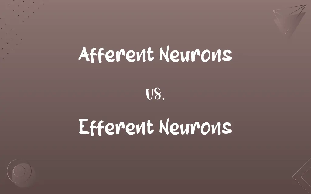 Afferent Neurons vs. Efferent Neurons