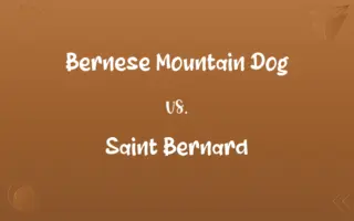 Bernese Mountain Dog vs. Saint Bernard
