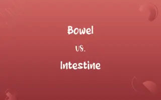 Bowel vs. Intestine