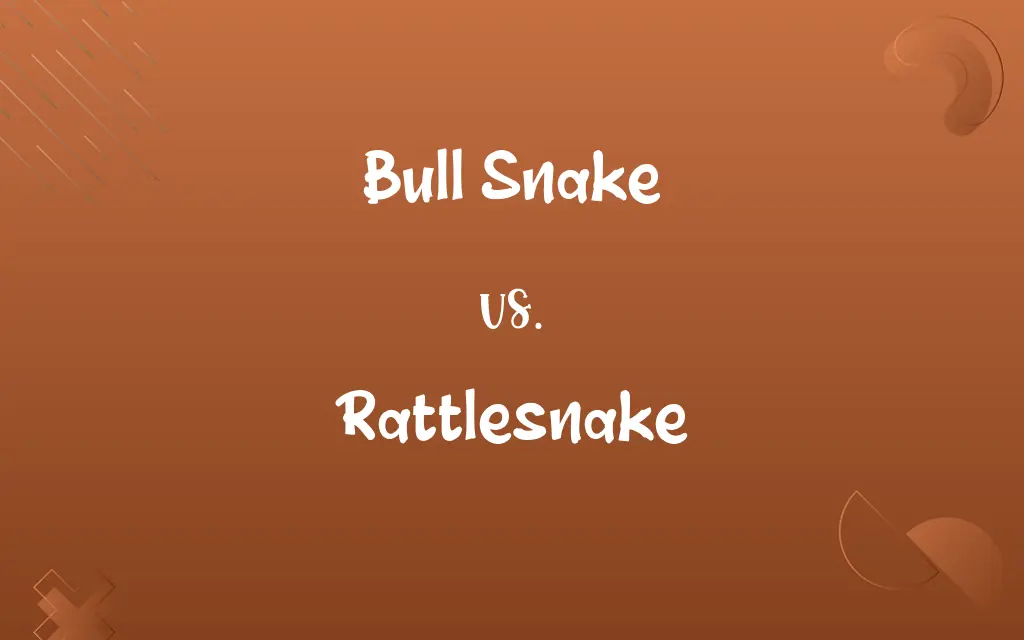 Bull Snake vs. Rattlesnake
