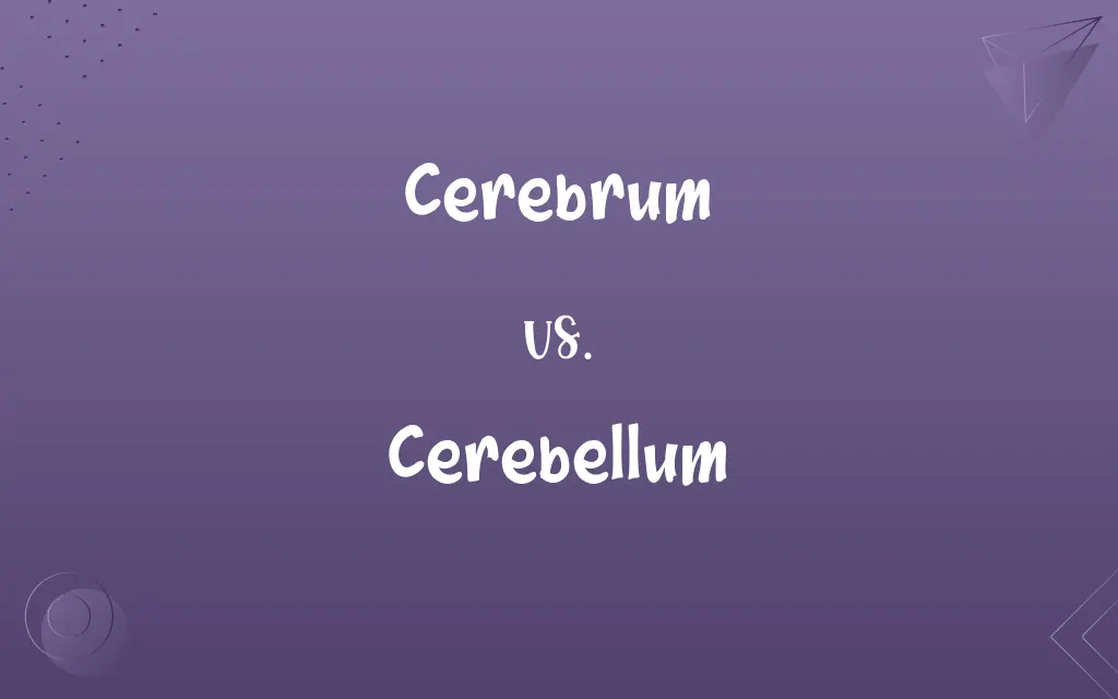 Cerebrum vs. Cerebellum