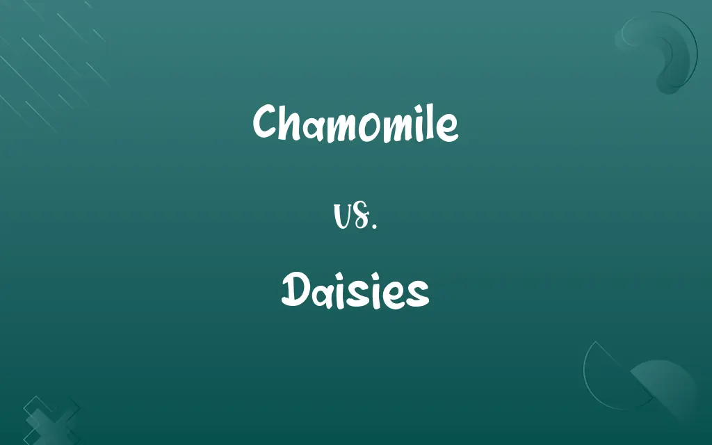 Chamomile vs. Daisies