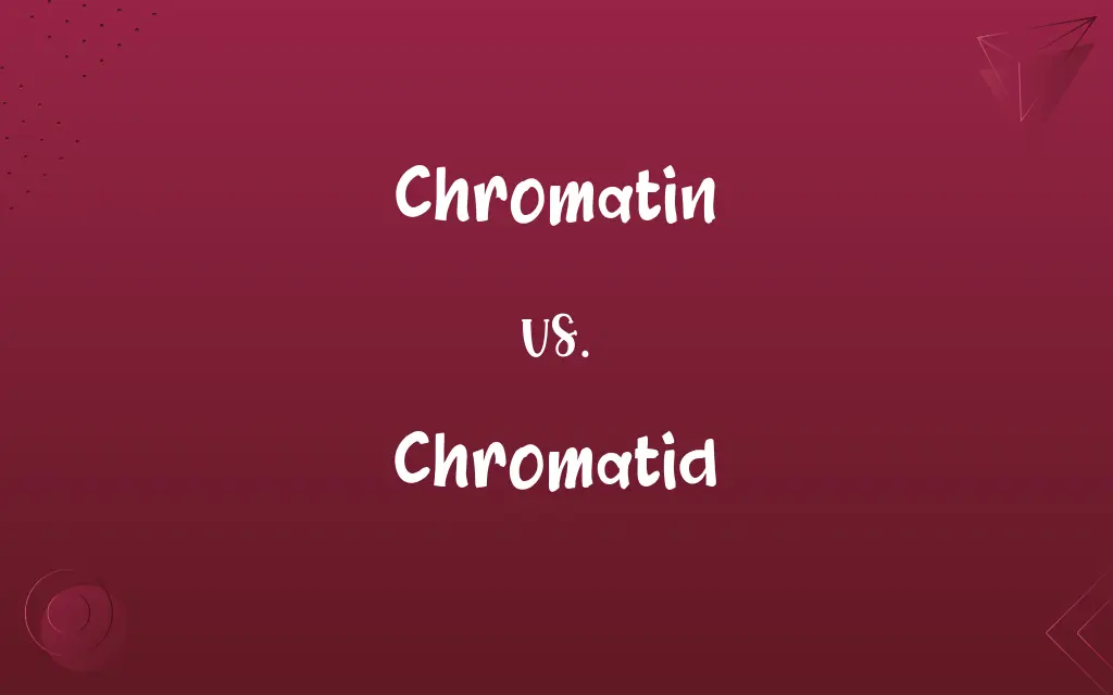 Chromatin vs. Chromatid
