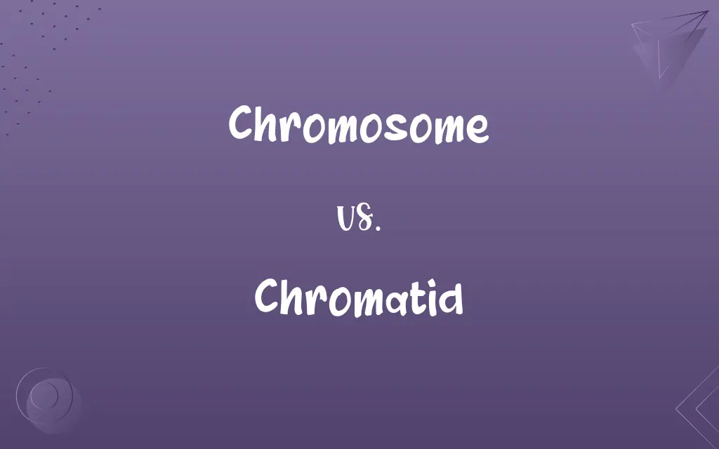 Chromosome vs. Chromatid