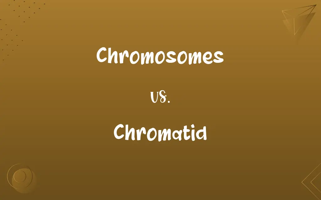 Chromosomes vs. Chromatid