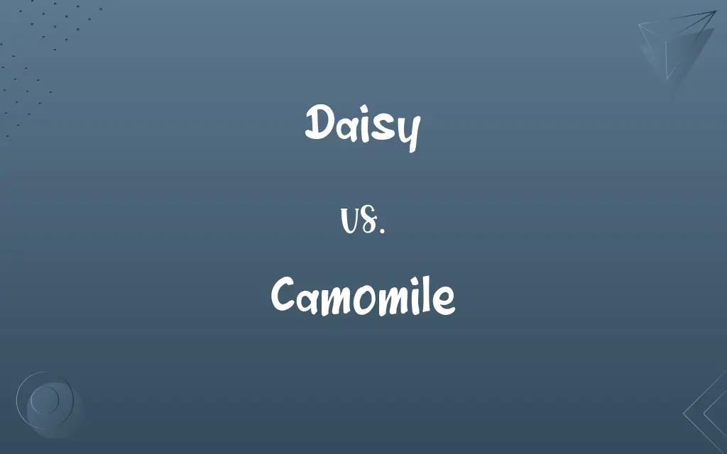 Daisy vs. Camomile