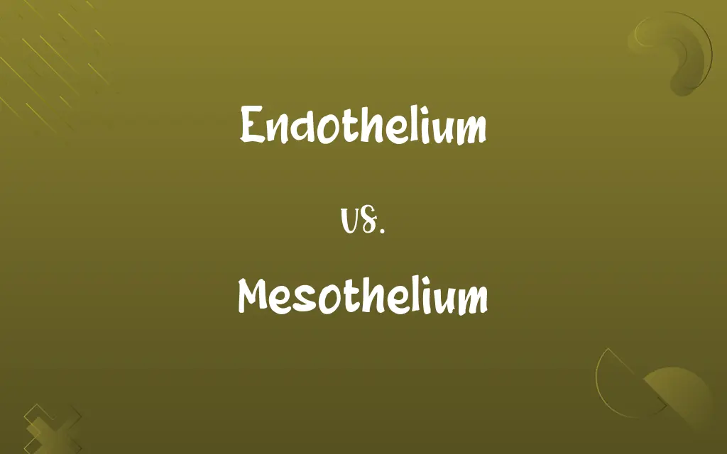 Endothelium vs. Mesothelium