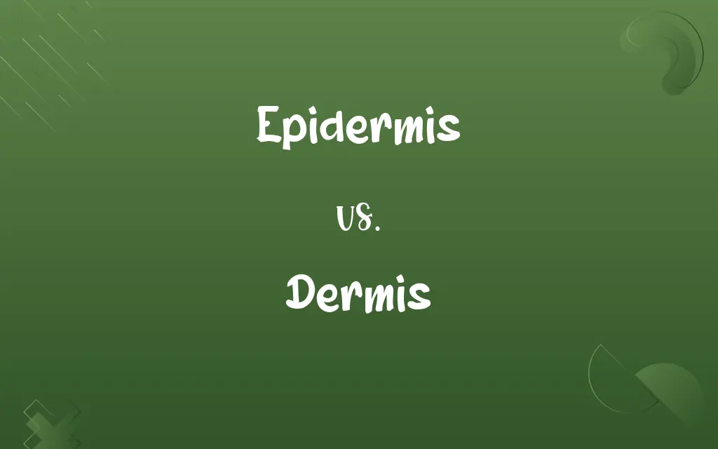 Epidermis vs. Dermis