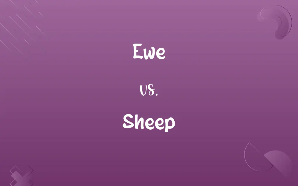 Ewe vs. Sheep