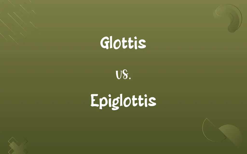 Glottis vs. Epiglottis
