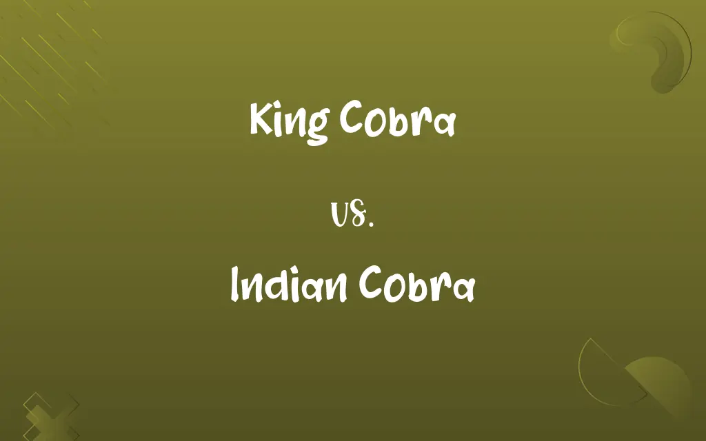 King Cobra vs. Indian Cobra