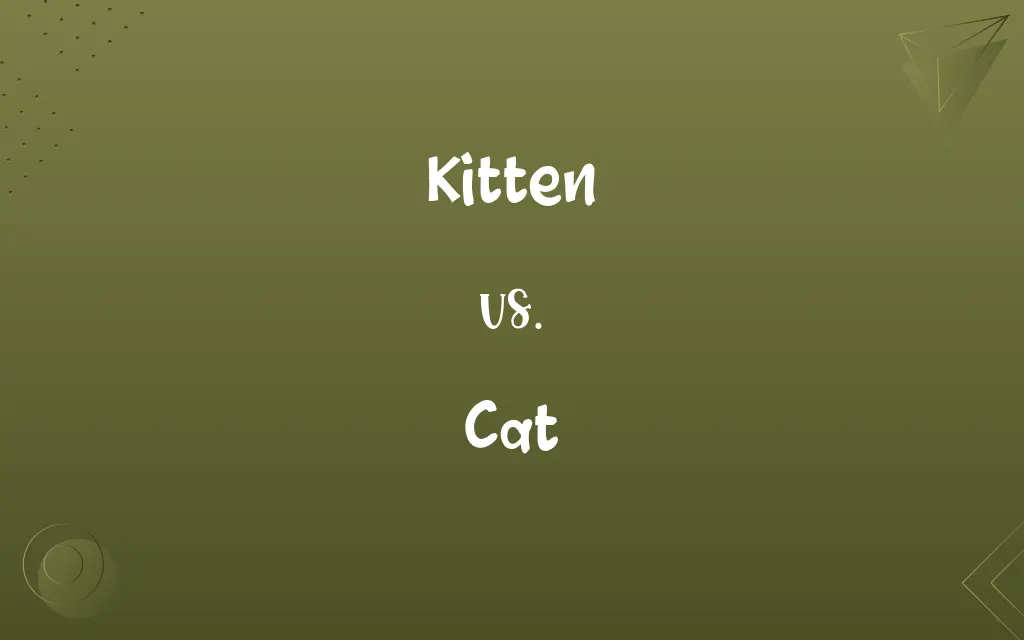 Kitten vs. Cat