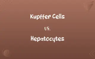 Kupffer Cells vs. Hepatocytes