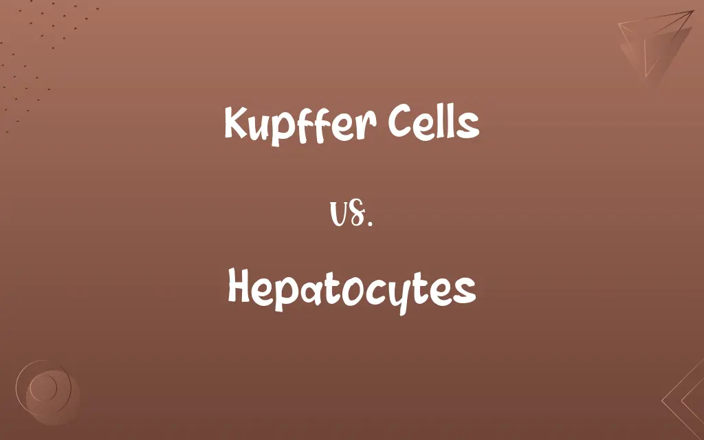 Kupffer Cells vs. Hepatocytes