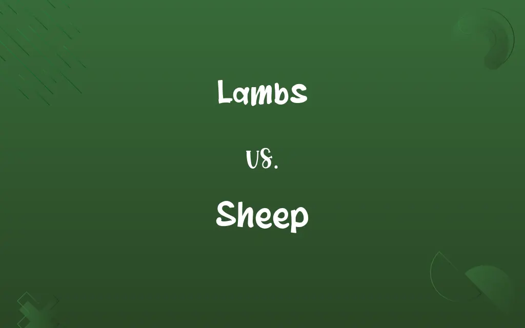Lambs vs. Sheep