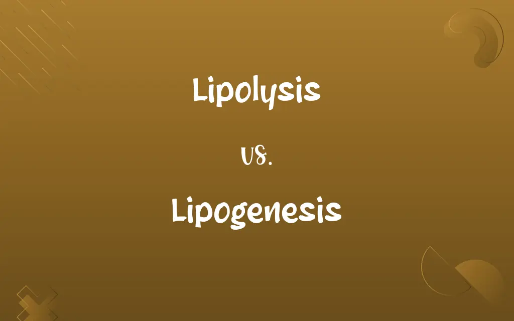 Lipolysis vs. Lipogenesis
