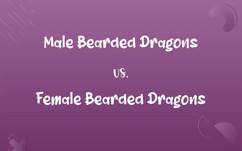 Male Bearded Dragons vs. Female Bearded Dragons