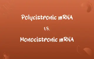 Polycistronic mRNA vs. Monocistronic mRNA