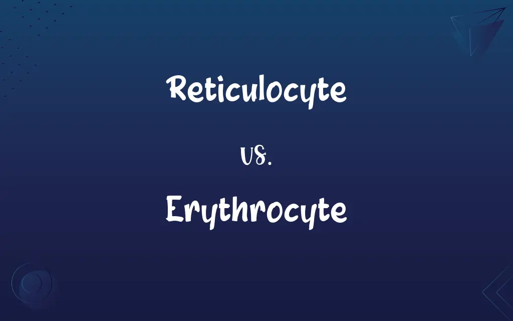 Reticulocyte vs. Erythrocyte