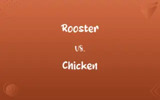 Rooster vs. Chicken