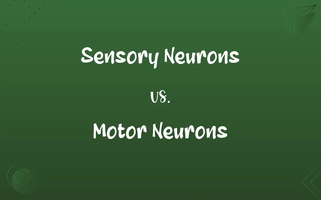 Sensory Neurons vs. Motor Neurons