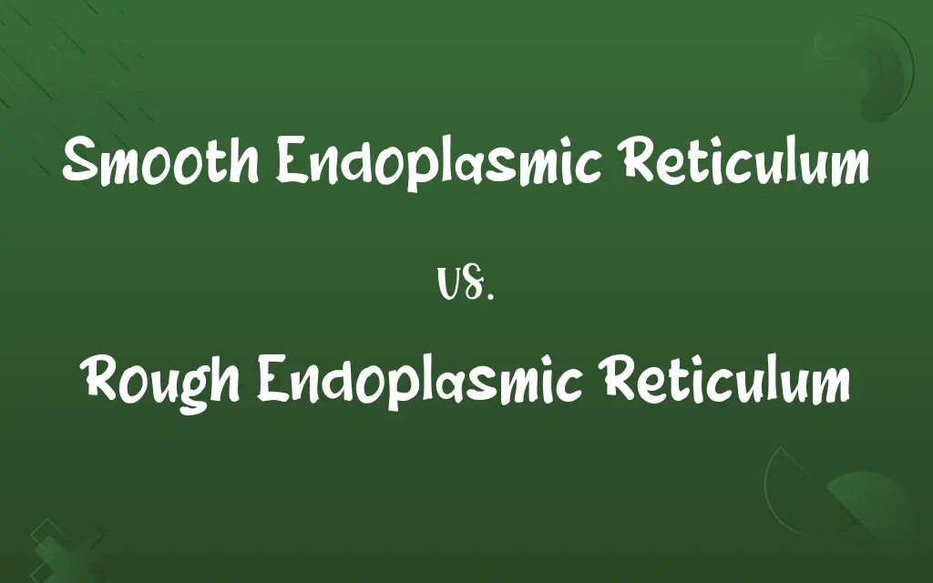 Smooth Endoplasmic Reticulum vs. Rough Endoplasmic Reticulum