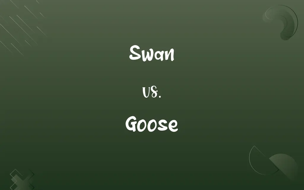 Swan vs. Goose
