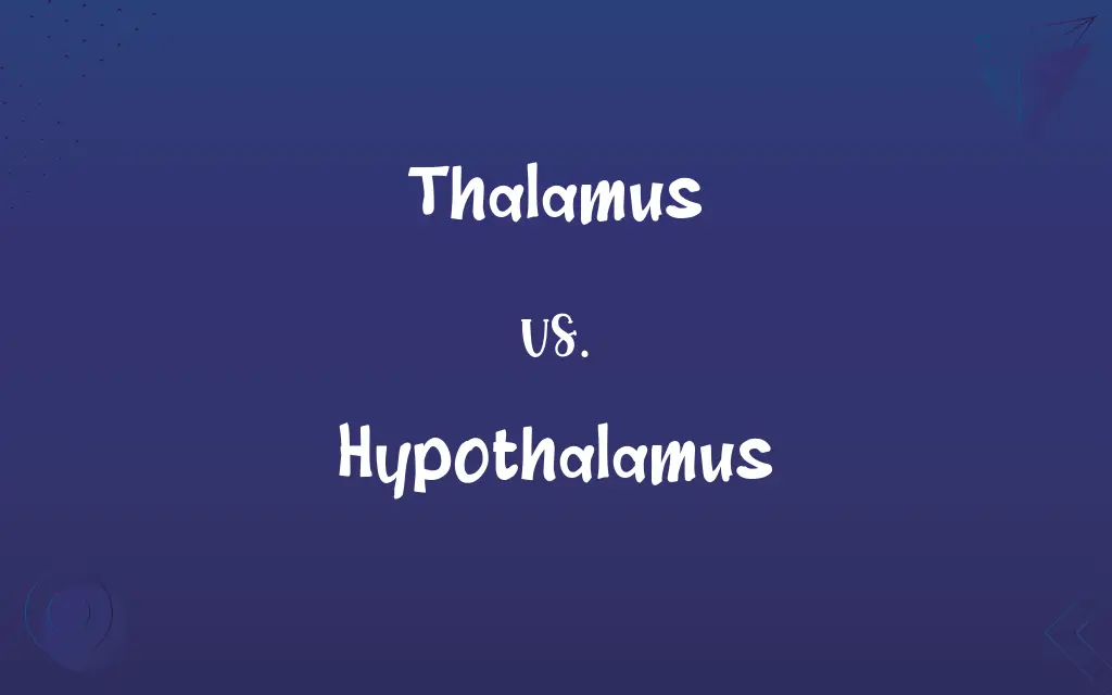 Thalamus vs. Hypothalamus