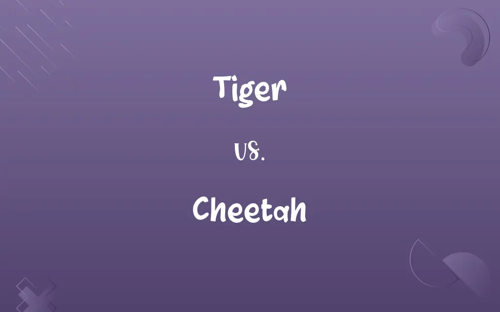 Tiger vs. Cheetah