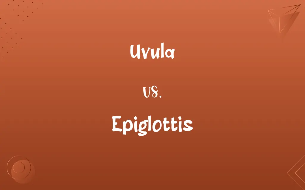 Uvula vs. Epiglottis